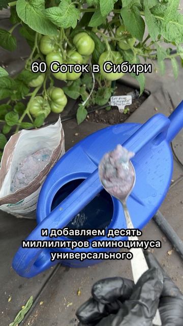 ПОСЛЕДНЯЯ ПОДКОРМКА ТОМАТОВ! СОЗРЕВАНИЕ и НАЛИВ!