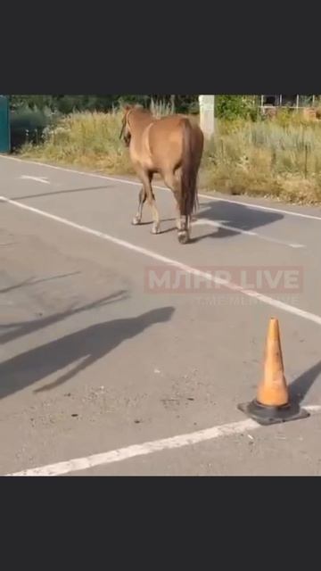 🐎 Конь-нелегал пытался пересечь границу ЛНР и Ростовской области.
Изварино. Кадры из соцсетей.
Пресе