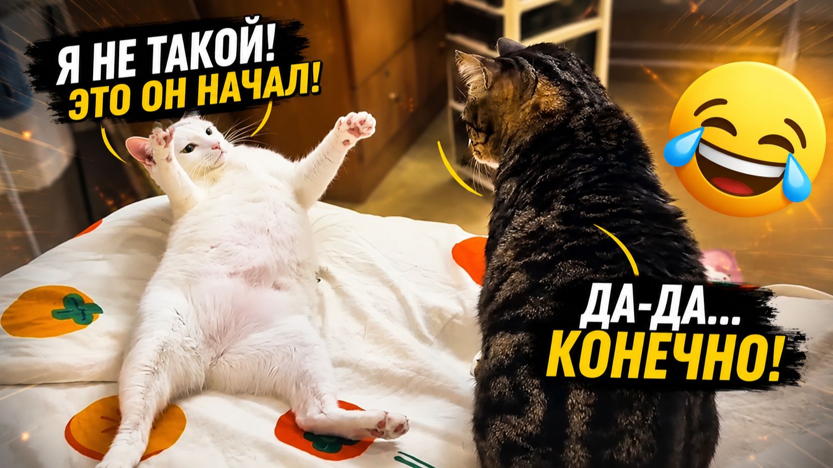 смешные коты  2026