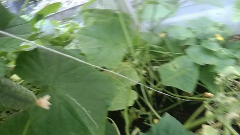 Эти паразиты сожрали мои огурцы😳🌿😨🥒