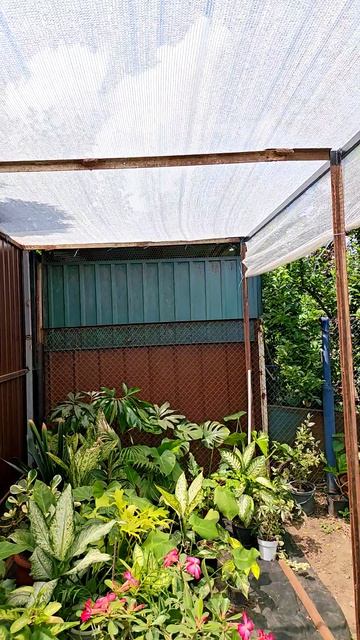 Комнатные растения переехали в сад 🏡🏡🏡