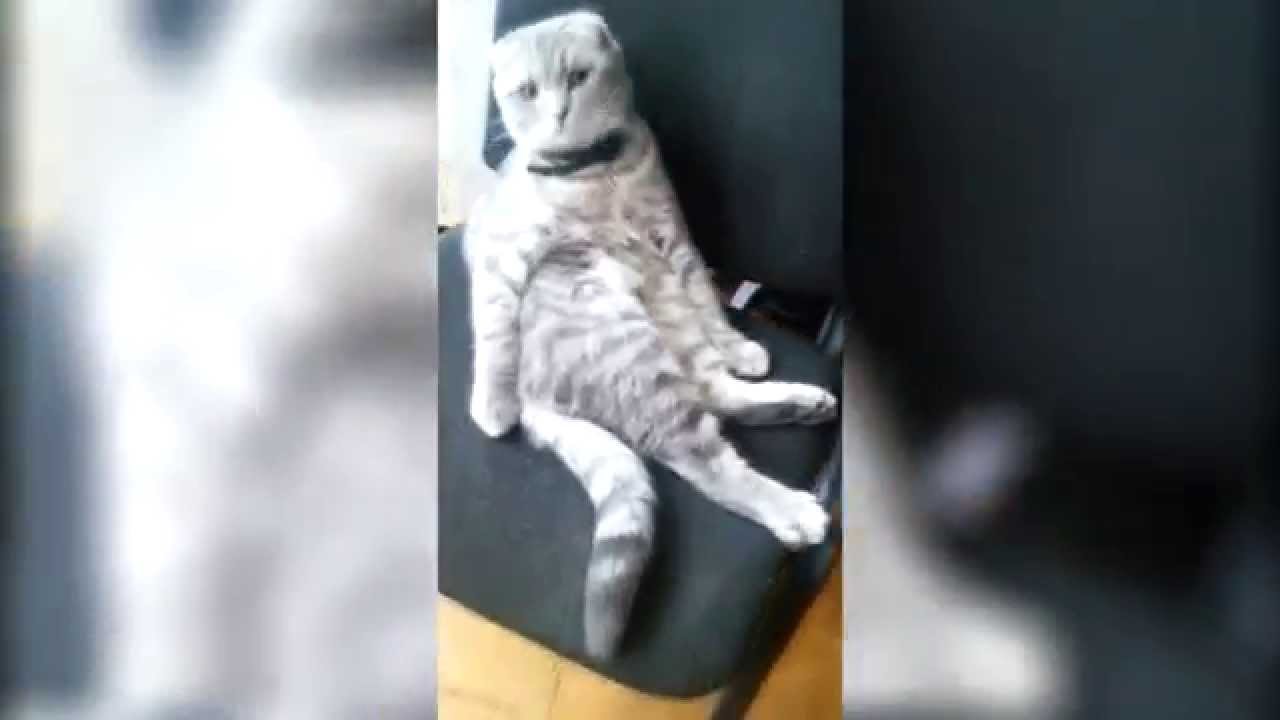 Кот пофигист
