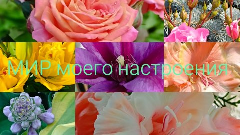 11.07.26 Дача.Зацветают Лилии.Гладиолус Эдита Пьеха.