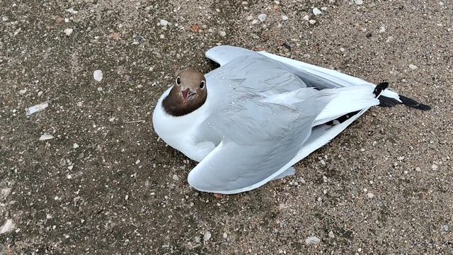 Птенец чайки без сил.