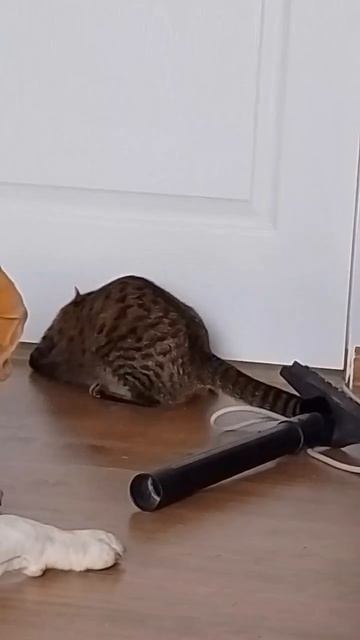 животные