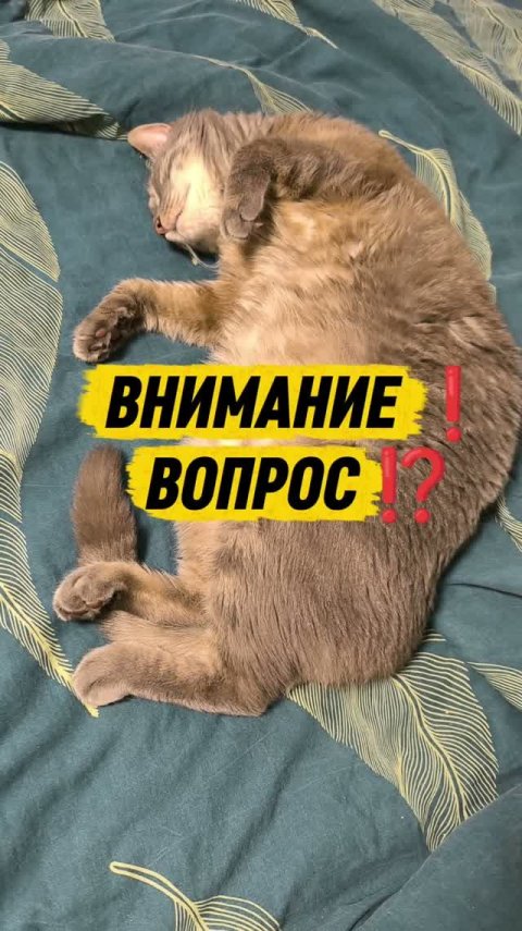 Внимание, вопрос ⁉️