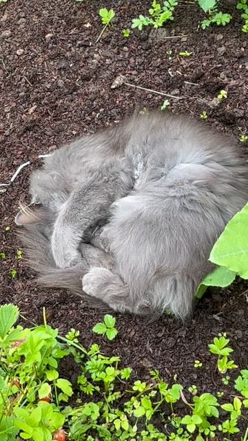 На грядке спать прикольно...