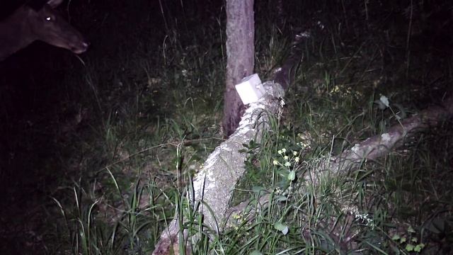 Кто пришел на солонец? Фотоловушка