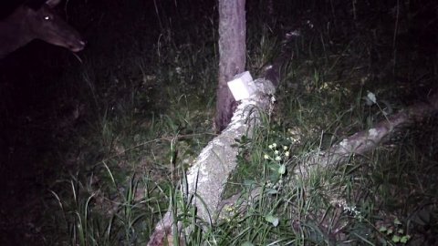 Кто пришел на солонец? Фотоловушка