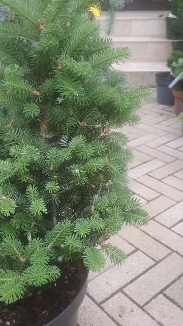 ❤🌲Пихта корейская Дискус
✔Продажа растений в макс и телеграм канале: https://t.me/love_is_hvoiny_dvo