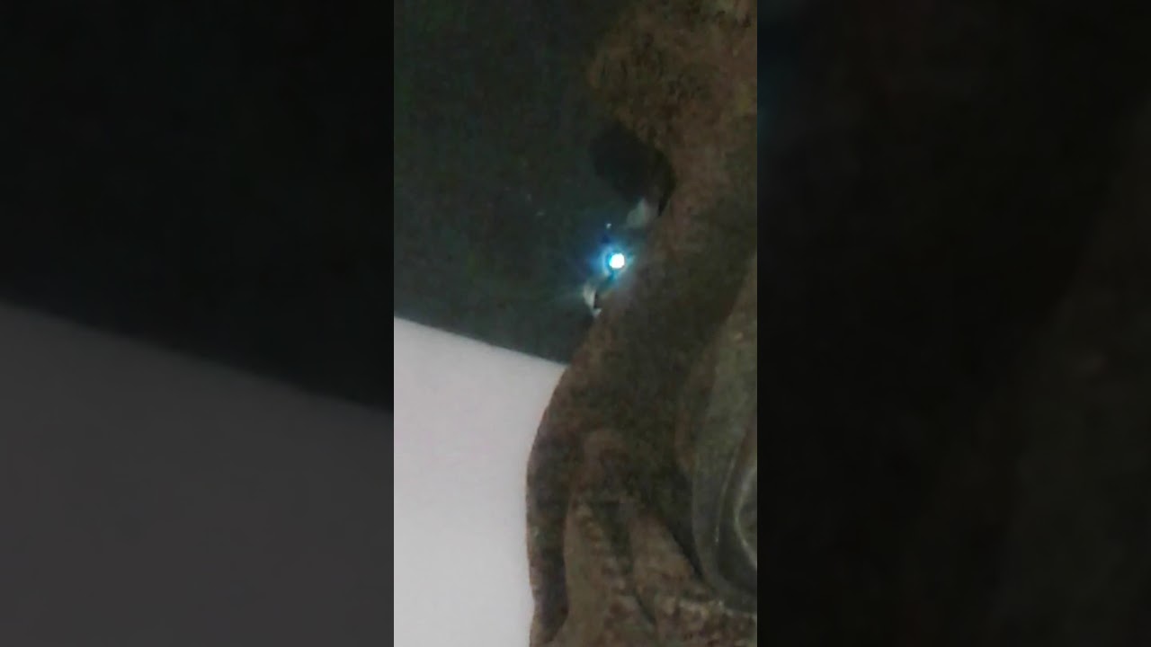 Мой разговор с котенком