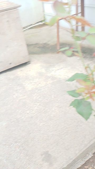 Цветущий Олеандр