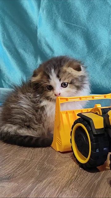Котенок играет с детскими игрушками. #котенок 4k