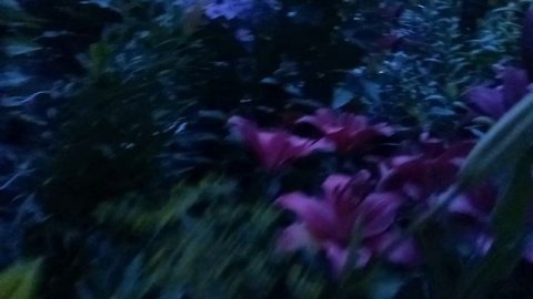 Цветочки