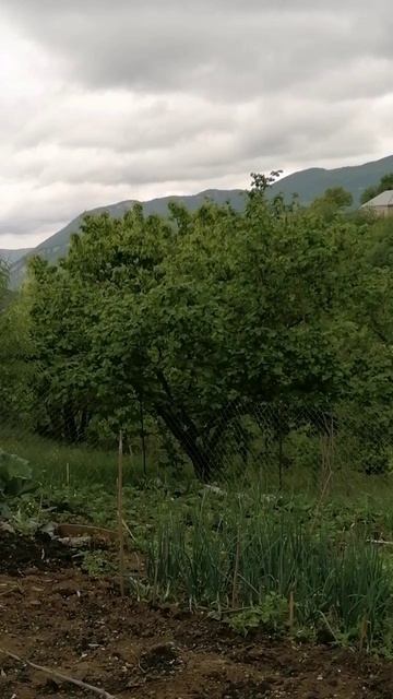 Красивые горы Дагестана птицы поют, пейзаж классный