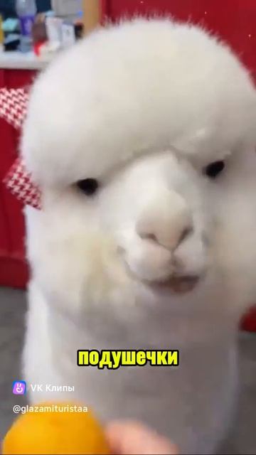 Cute Alpaca (Альпака)