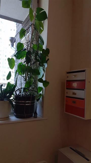 Цветы в подъезде