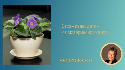Отсаживаю детки от материнского листа