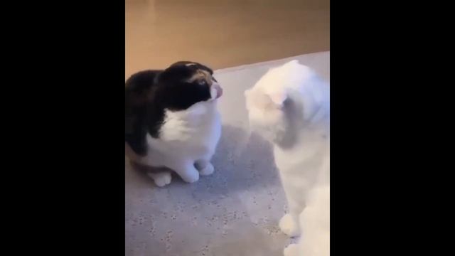 котики в твоих руках
