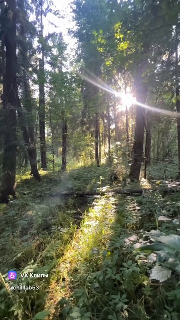 Прогулка по лесу