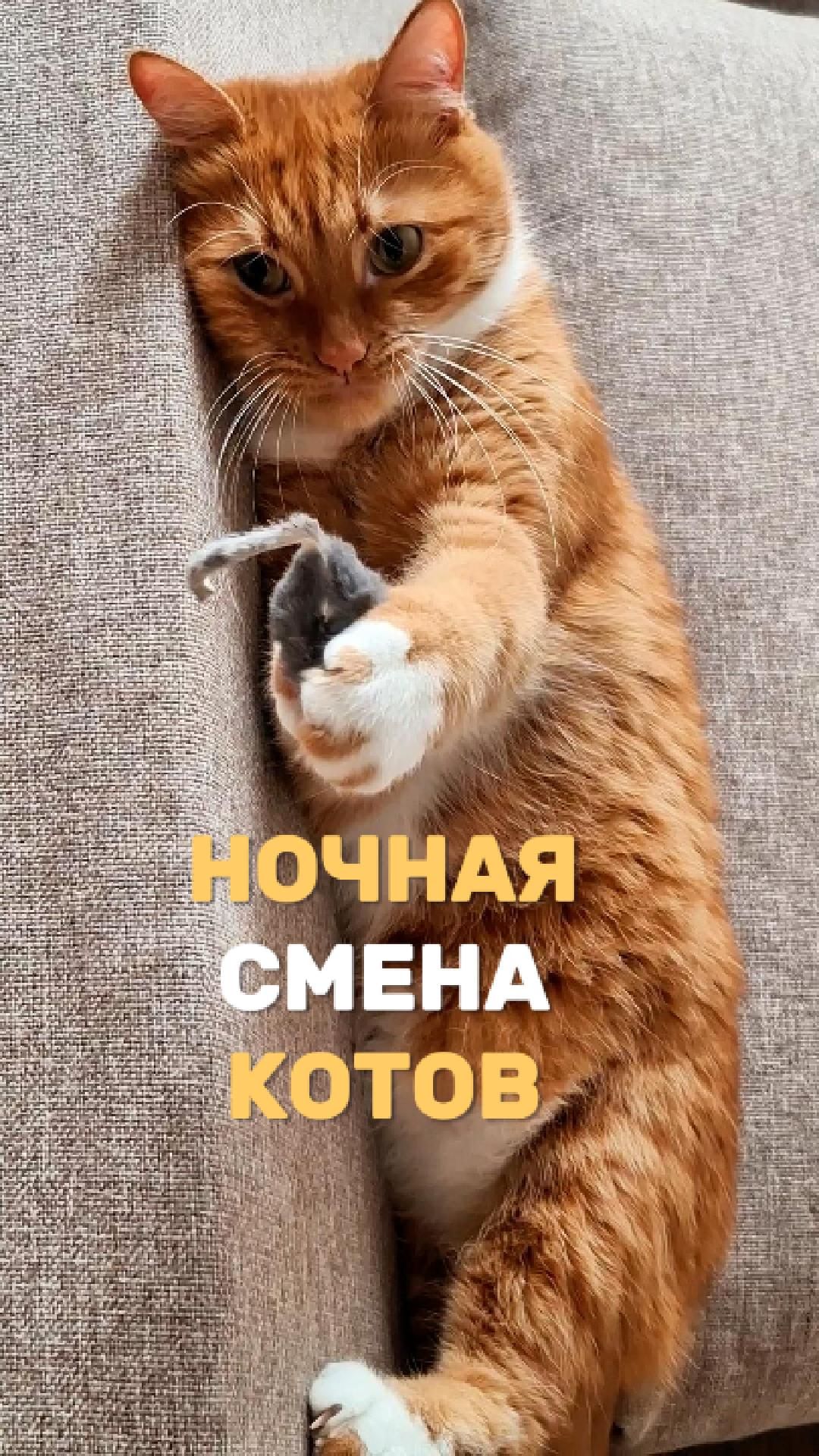 Ночная смена котов