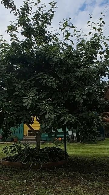 Обрезка яблони