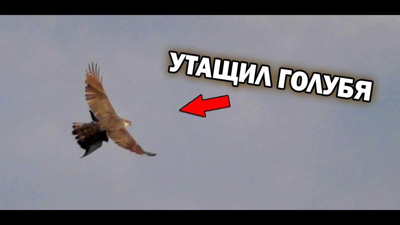 Ястреб атакует и забирает голубя! The Hawk Attacks And Takes The Pigeon!!!