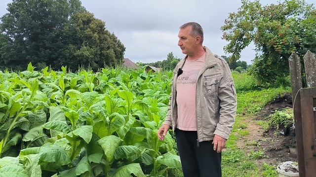 ТАБАК после сильного ливня и ураганного ветра. Что будет с урожаем? Наша ЖИЗНЬ В ДЕРЕВНЕ.