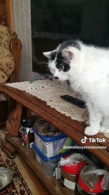 Как кошка с собакой... Это про них...)))