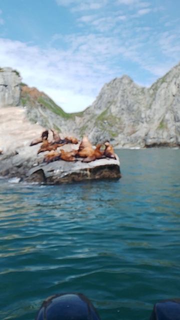 Камчатка.Сивучи.