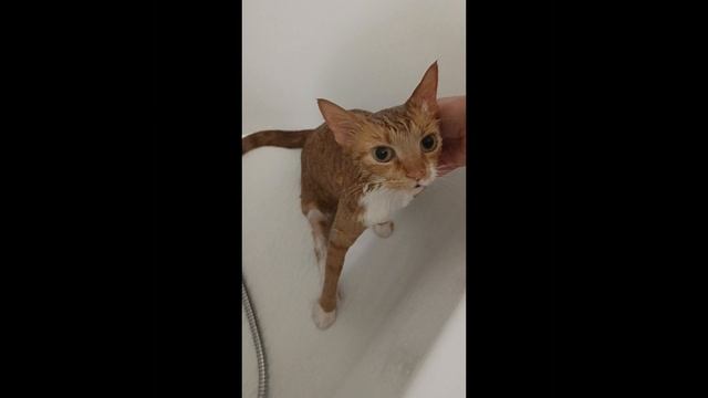 Банный день у нашей любимой кошечки 🐈