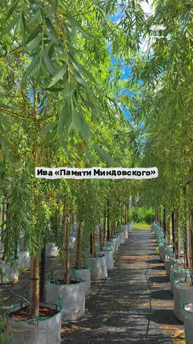 Ива "Памяти Миндовского"