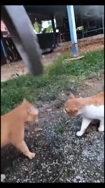 СМЕШНЫЕ КОТЫ 😺 2026 ЛУЧШИЕ ПРИКОЛЫ С КОТАМИ ,КОШКАМИ ,ЖИВОТНЫЕ,СМЕШНЫЕ ВИДЕО