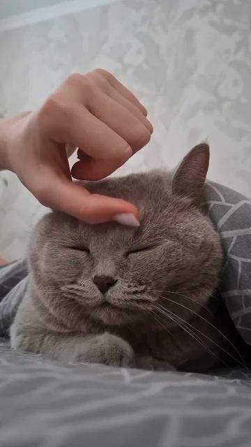 Кошка Мурка #миркошек