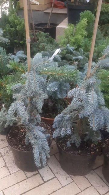 ❤🌲Ель Зе Блюз
✔Продажа растений в макс и телеграм канале: https://t.me/love_is_hvoiny_dvorik
🚛🪴Отпра