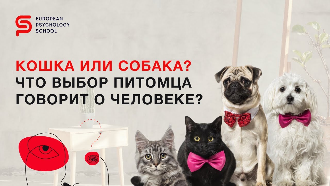 Кошка или собака? О чем говорит выбор питомца с точки зрения психологии? #shorts