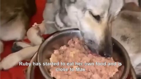 Male dog desperately begged passerby to help his partner he cried watching her going to end🐕💞🐕