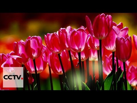 Фестиваль тюльпанов открылся в пекинском парке Чжуншань