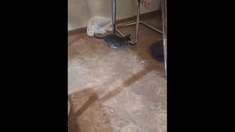 Кот Люцик играет