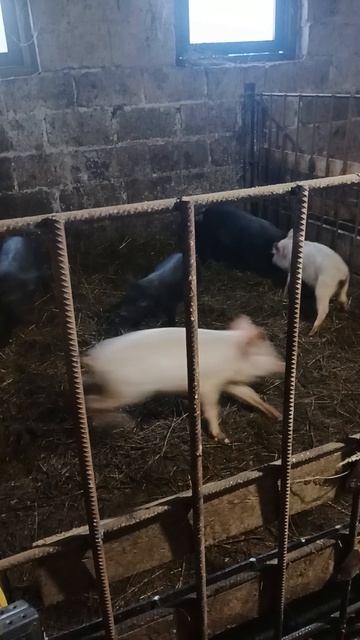 поросята