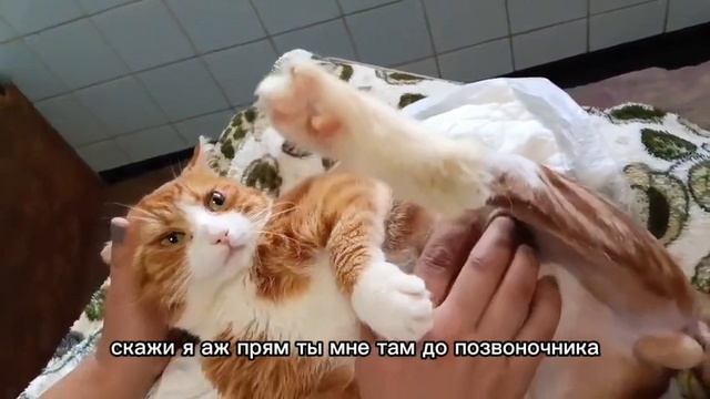 Реабилитация котика Рокфора