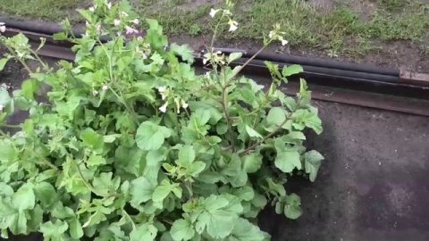 Семенная редиска 10 июля
