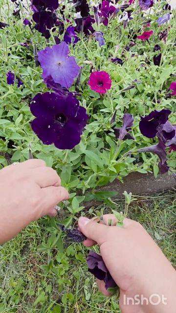 стрижка петунии в июле #асмр #асмрсаду #сад #петуния