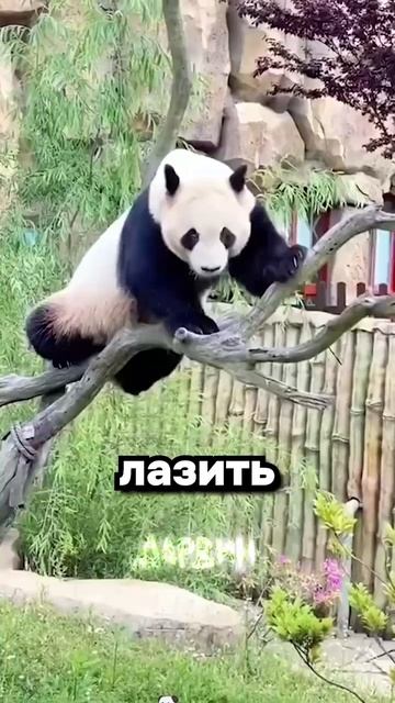 главный враг панд 🐼