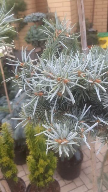 ❤🌲Ель Глаука Глобоза на штамбе 
✔Продажа растений в макс и телеграм канале: https://t.me/love_is_hvo