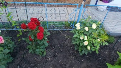 Рум тур по цветнику/Делюсь планами