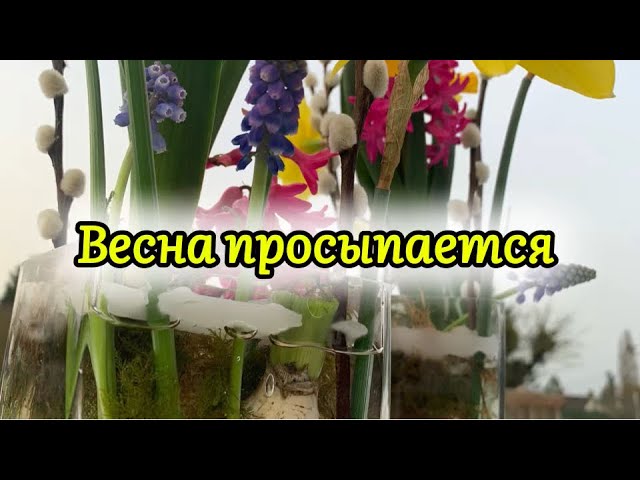 Весна подо льдом | Пасхальная композиция из первоцветов
