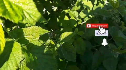 2540. ВПЛ. Малине срочная помощь нужна.