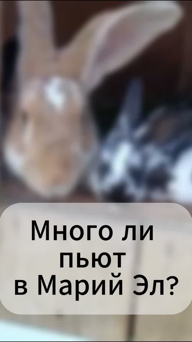 Много ли пьют в Марий Эл?