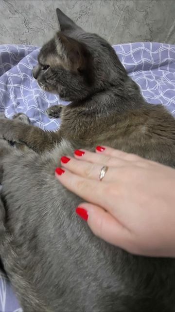 Постоянно ХОЧЕТ ЕСТЬ 😺